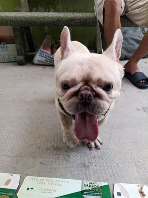 Chó Pull pháp trắng kem


