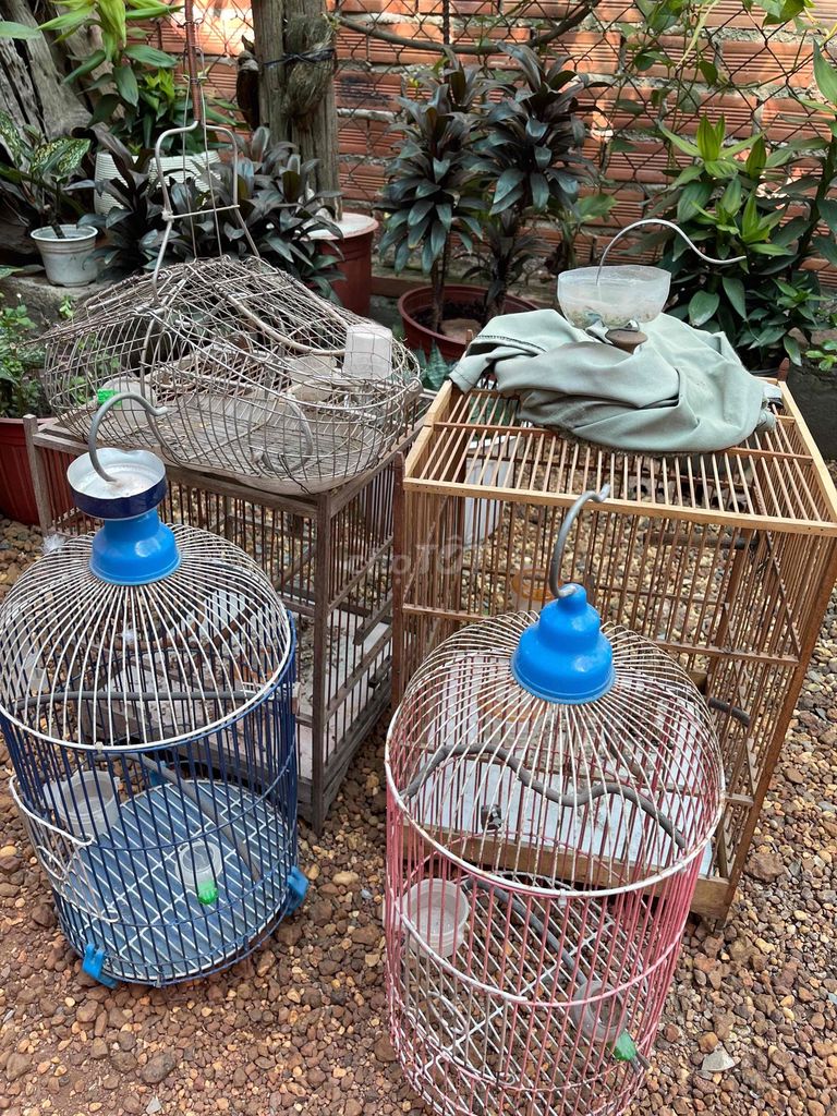 Lồng Chim Nhốt Bổi Thanh Lý. Mua bán Phụ kiện, Thức ăn, Dịch vụ tại Huyện Bắc Tân Uyên Bình Dương được đăng bởi Chim và Cá Cảnh Bình Dương hình 1