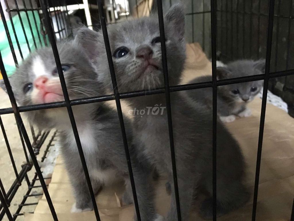🐾 3 bé mèo Anh lông ngắn tìm nhà mới 🏘️. Mua bán Mèo tại Thị xã Tân Uyên Bình Dương được đăng bởi Sấu hình 1