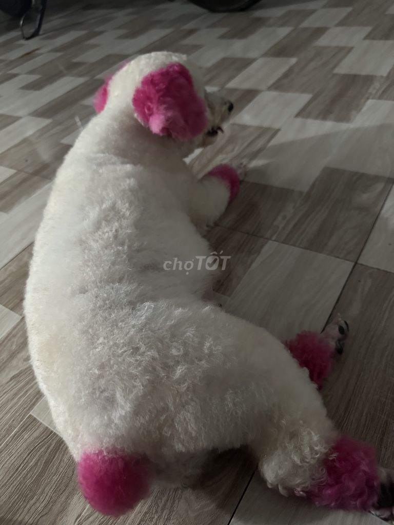 Chó Poodle cái. Mua bán Chó tại Huyện Bình Chánh Tp Hồ Chí Minh được đăng bởi Ngân Duong hình 1