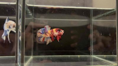 Cá betta marble và nemo