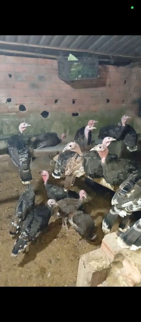 Bán 13con Gà Huba Tây, gàTây choai cỡ 3-4tháng. Mua bán Gà tại Huyện Củ Chi Tp Hồ Chí Minh được đăng bởi Nguyễn Huy hình 1