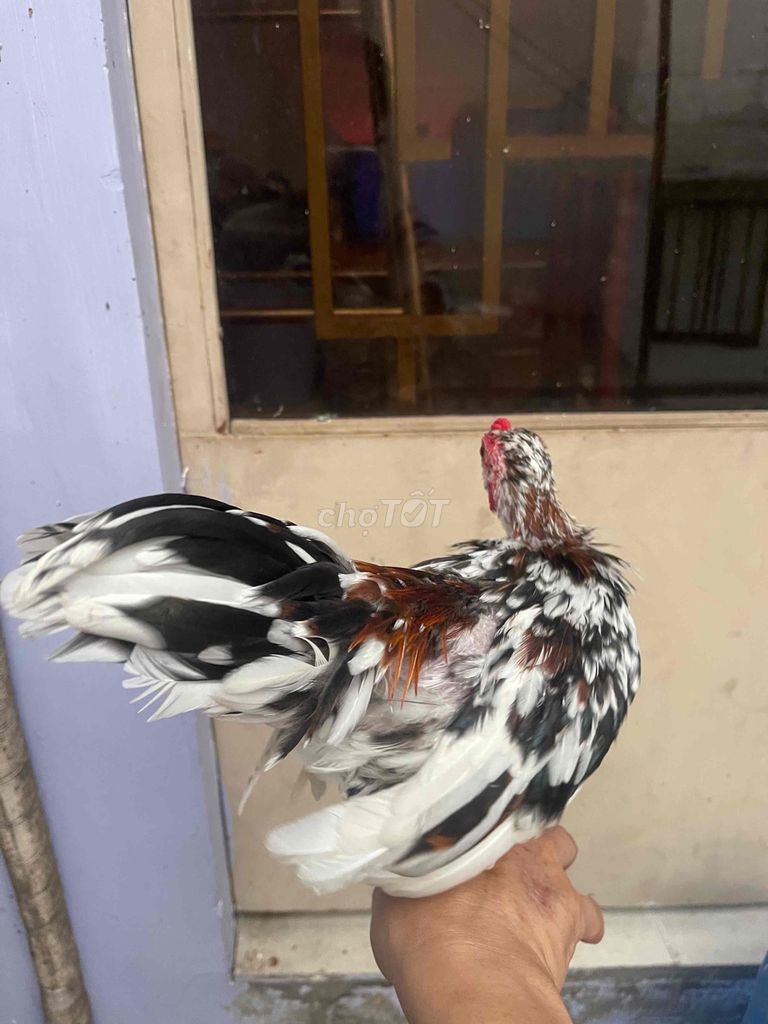 Gà cảnh 5 tháng Đen trắng nâu. Mua bán Gà tại Quận 6 Tp Hồ Chí Minh được đăng bởi Đạt hình 1