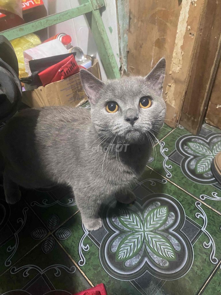 Mèo Xám. Mua bán Mèo tại Thành phố Thủ Dầu Một Bình Dương được đăng bởi Nhật Huy hình 1
