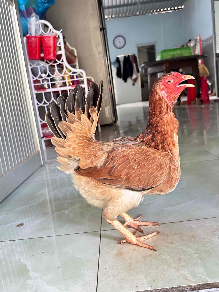 Mái đều mỹ 75 chân nhỏ xíu 1ki9 có ship. Mua bán Gà tại Huyện Cai Lậy Tiền Giang được đăng bởi gà đá Tiền Giang hình 1