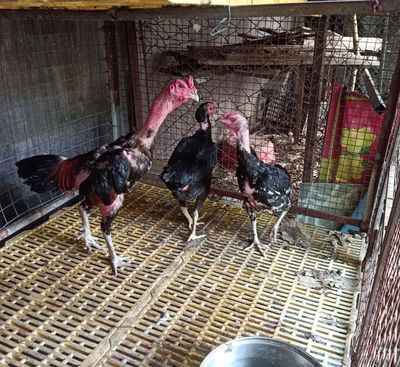 Bầy mái Đòn chọi đang đẻ. Mua bán Gà tại Thành phố Thuận An Bình Dương được đăng bởi Gà Chọi