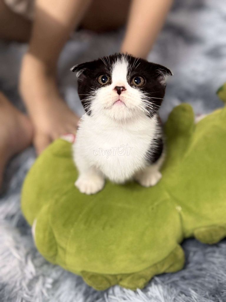 Mèo Anh lông ngắn cái dưới 2 tháng. Mua bán Mèo tại Quận Hai Bà Trưng Hà Nội được đăng bởi Huỳnh Nga hình 1