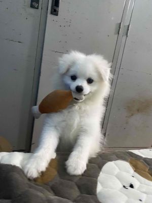 Chó Phốc sóc lai gần 5 tháng