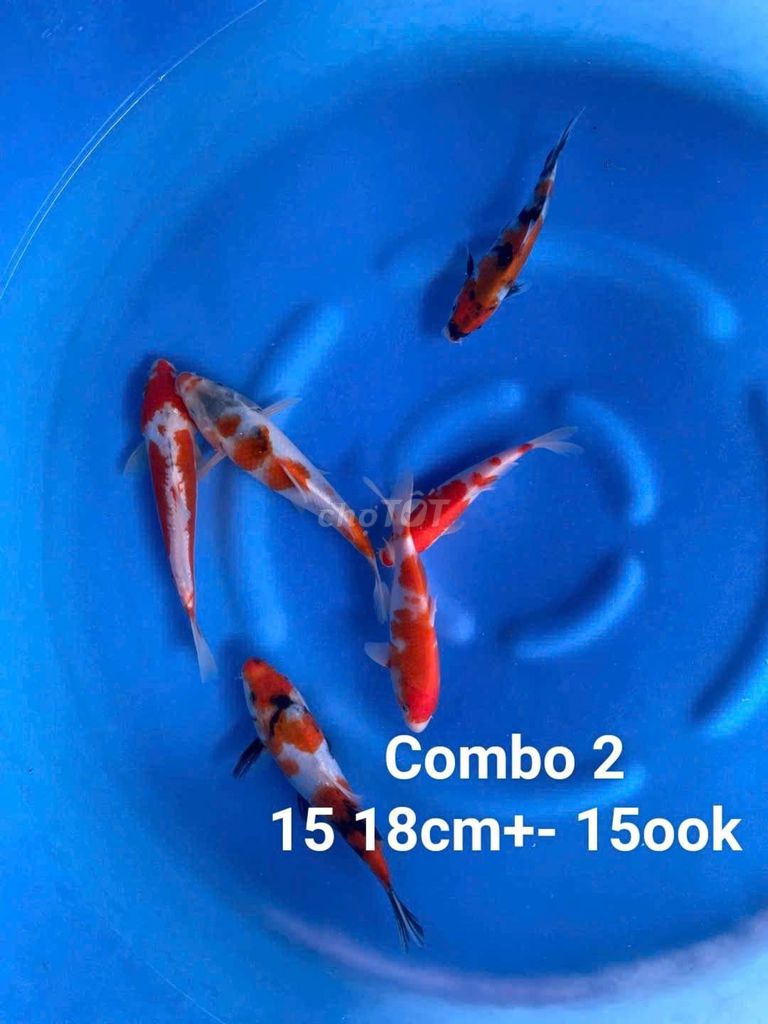 Combo cá chép KOI Nhật Bản 18cm+- giá rẻ