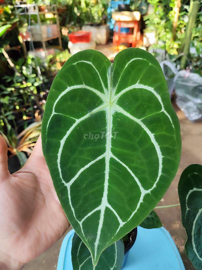 Chậu Anthurium