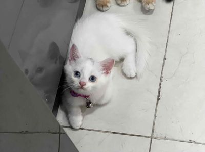 Mèo con đực trắng 2 tháng đã tiêm