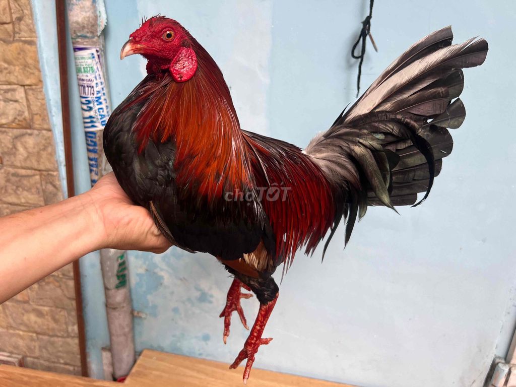 Gà điều sil mỹ đỏ 1.4kg chơi liền. Mua bán Gà tại Huyện Bình Chánh Tp Hồ Chí Minh được đăng bởi Tuấn Gà Đá  hình 1