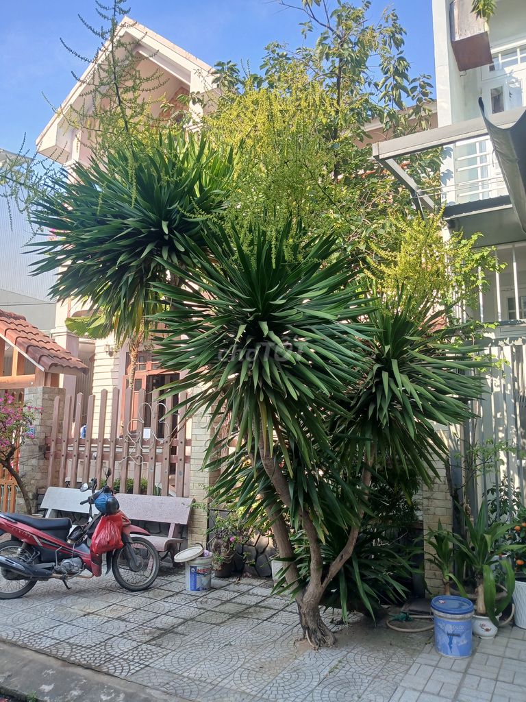 Cây phát tài. Mua bán Cây cảnh, đồ trang trí tại Quận Cẩm Lệ Đà Nẵng được đăng bởi Mẫn Lê hình 1
