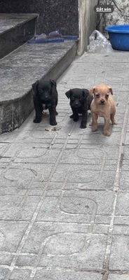 Chó con Nâu Vàng Đen