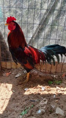 Điều 3kg2 , 10 tháng , zin , lỏn lẻn , thanh lí. Mua bán Gà tại Quận 8 Tp Hồ Chí Minh được đăng bởi chuyên cung cấp gà tre F1