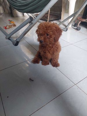 Chó Poodle nhỏ cái 4 tháng đã tiêm