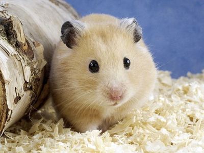 để lại chuột hamster dễ thương không có chỗ nuôi