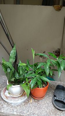 Chậu cây lưỡi hổ lá xanh cao khoảng 110cm. Mua bán Cây cảnh, đồ trang trí tại Quận Đống Đa Hà Nội được đăng bởi Cây lưỡi hổ