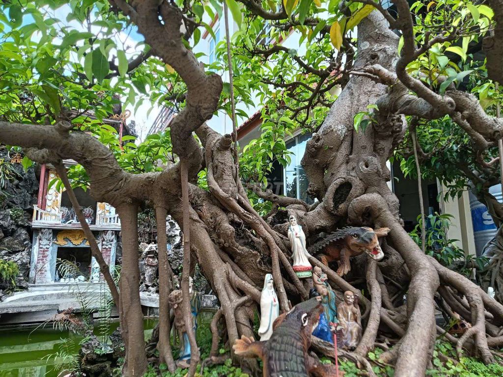 Cây cảnh ngoài trời. Mua bán Cây cảnh, đồ trang trí tại Huyện Đan Phượng Hà Nội được đăng bởi Mai Phương hình 1
