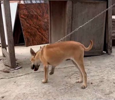 Chó phú quốc cái vàng bạc má.. Mua bán Chó tại Huyện Hoài Đức Hà Nội được đăng bởi lê đức