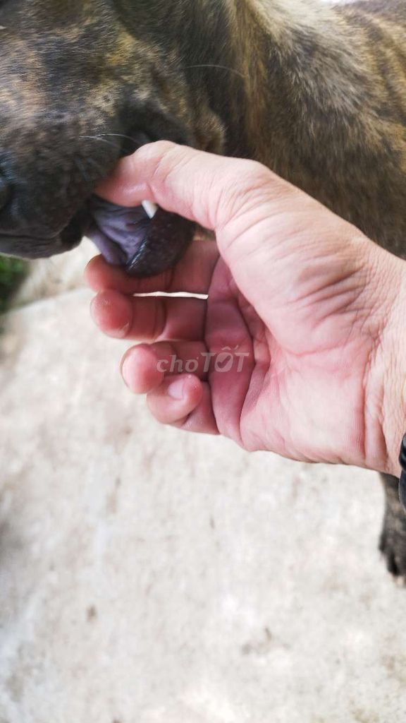 Chó Phú Quốc cái 1 năm tuổi. Mua bán Chó tại Huyện Mỏ Cày Nam Bến Tre được đăng bởi Đinh Dân hình 1