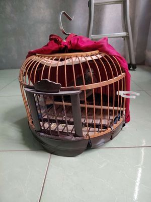 Chim cu ta Nâu đốm Gáy lai rai