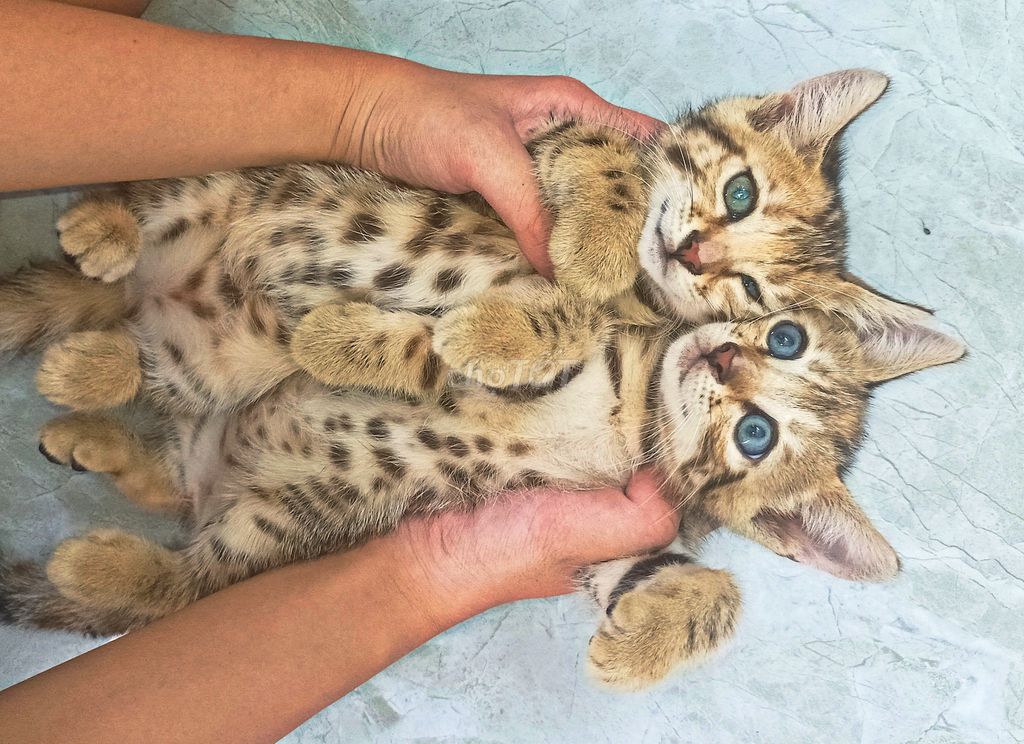Mèo Bengal lai cái 2 tháng. Mua bán Mèo tại Huyện Xuân Trường Nam Định được đăng bởi Linh Pham hình 1