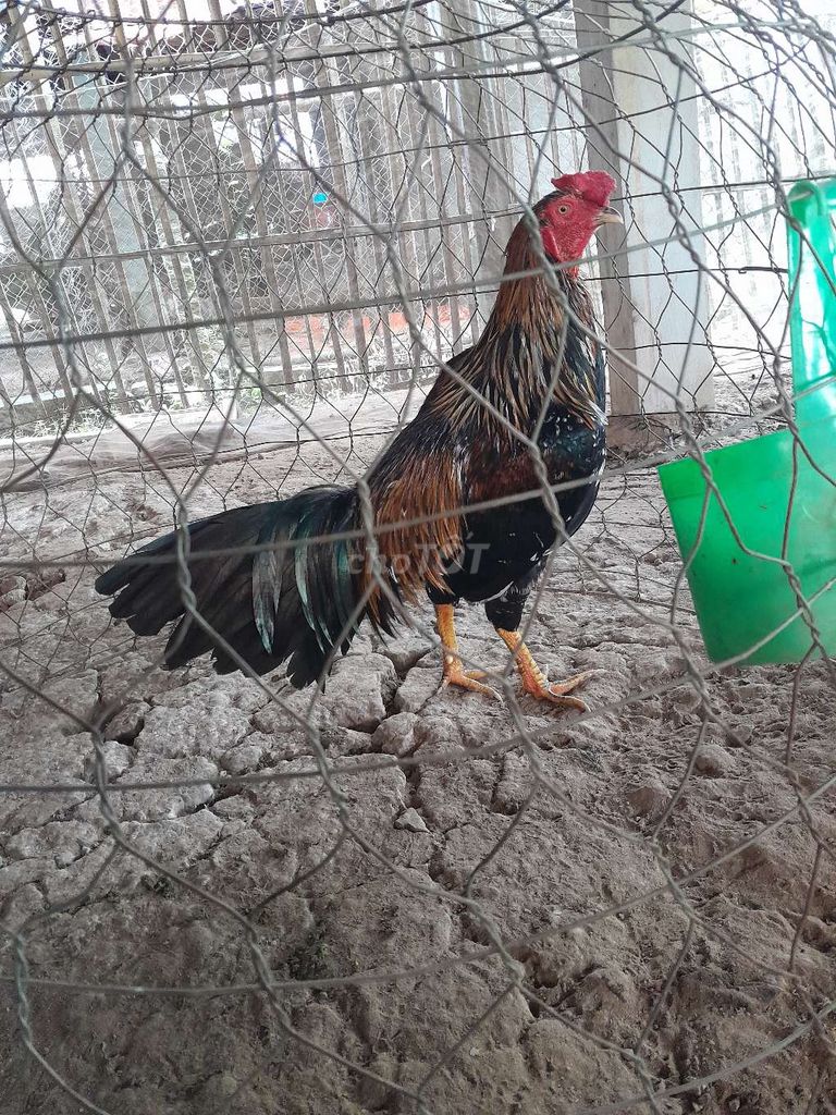 Que bông 2,7kg tay tôt. Mua bán Gà tại Huyện Thanh Bình Đồng Tháp được đăng bởi Tuan hình 1