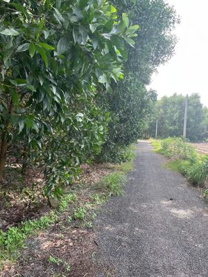 Đất Phước Bình mặt tiền nhiều, đường nhựa, shr thổ cư sẵn, giá bao dtu. Mua bán đất tại Huyện Long Thành Đồng Nai được đăng bởi Tâm