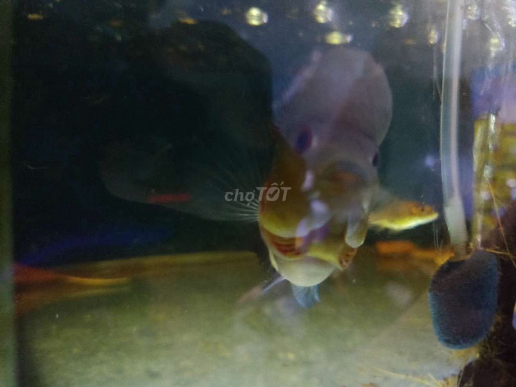 Cá la Hán - 3,5 ngón lên đầu to