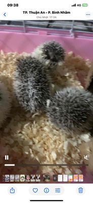 bán 1 cái và 1 đực trưởng thành và 3 nhím con. Mua bán Thú cưng khác tại Thành phố Thuận An Bình Dương được đăng bởi Trần Anh Khoa