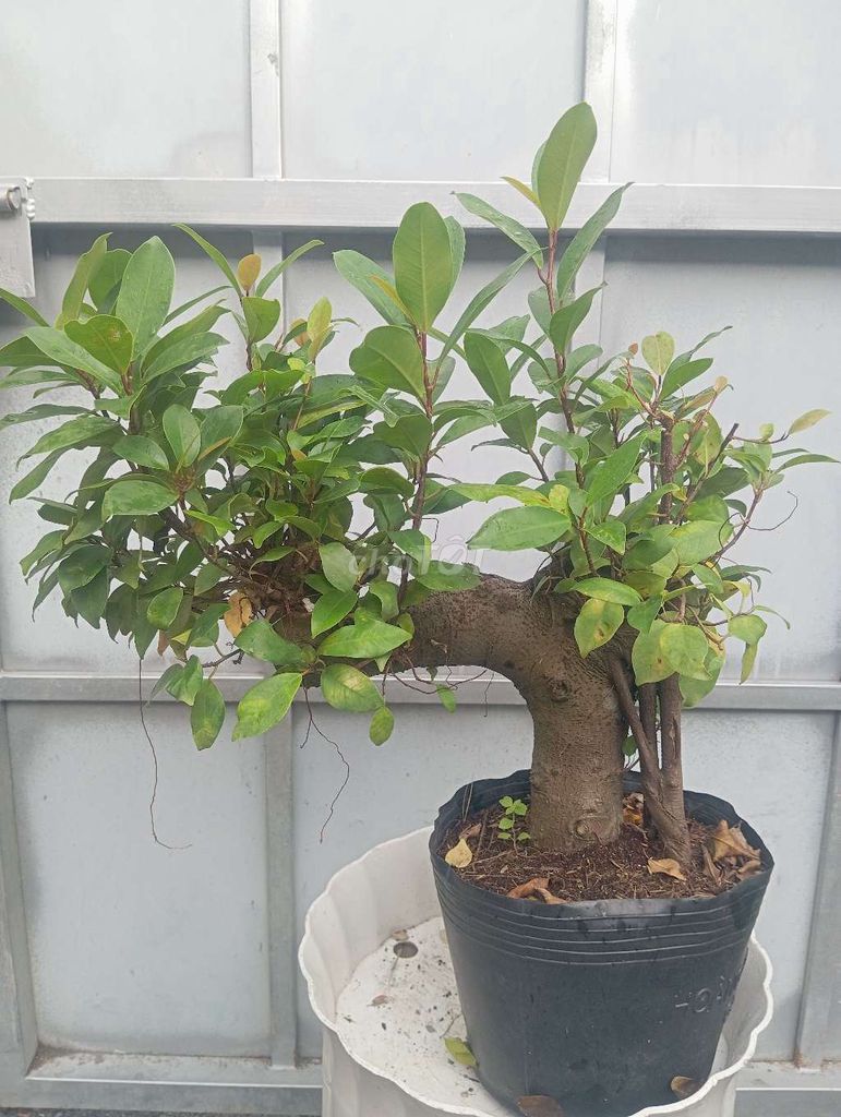 Cây si búp đỏ dáng cổng làng xanh tốt. Mua bán Cây cảnh, đồ trang trí tại Huyện Củ Chi Tp Hồ Chí Minh được đăng bởi Cây kiểng giá rẻ LT1 hình 1