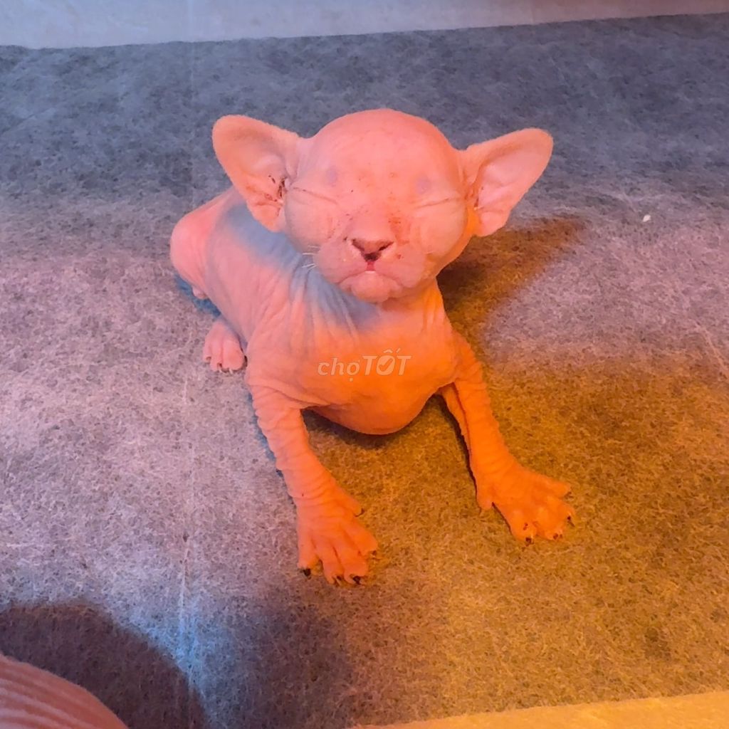 Mèo Sphynx lứa 5 bé, đón ngay khi cai sữa