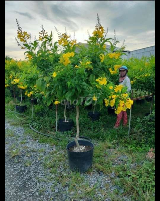 Cây chuông vàng💕 rất rất to, xum xuê 💚đẹp. Mua bán Cây cảnh, đồ trang trí tại Huyện Hóc Môn Tp Hồ Chí Minh được đăng bởi Quốc Đạt hình 1