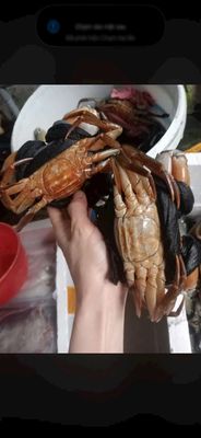 Cua Cà Mau Tươi sống. Mua bán Đồ ăn, thực phẩm và các loại khác tại Huyện Chợ Lách Bến Tre được đăng bởi khánh 