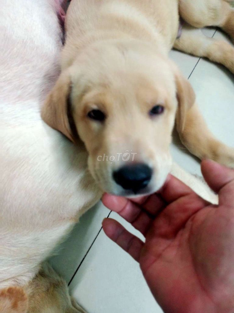 Chó Labrador Vàng kem Đực cái. Mua bán Chó tại Quận Thanh Khê Đà Nẵng được đăng bởi labrador thuần chủng  hình 1