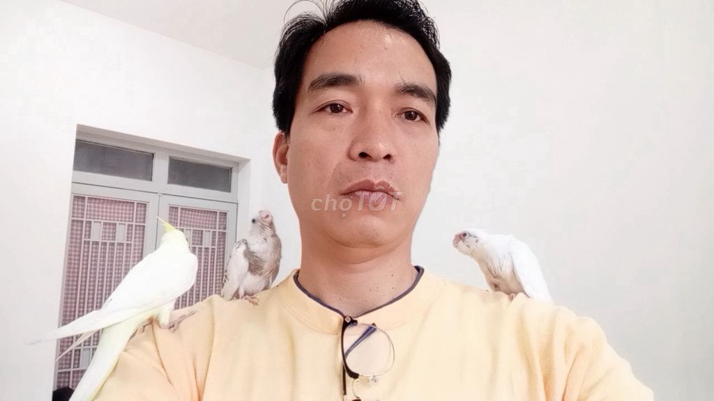 Vẹt mào Cockatiel & Yến Phụng. An Sương. Mua bán Chim tại Quận 12 Tp Hồ Chí Minh được đăng bởi VetViet hình 6