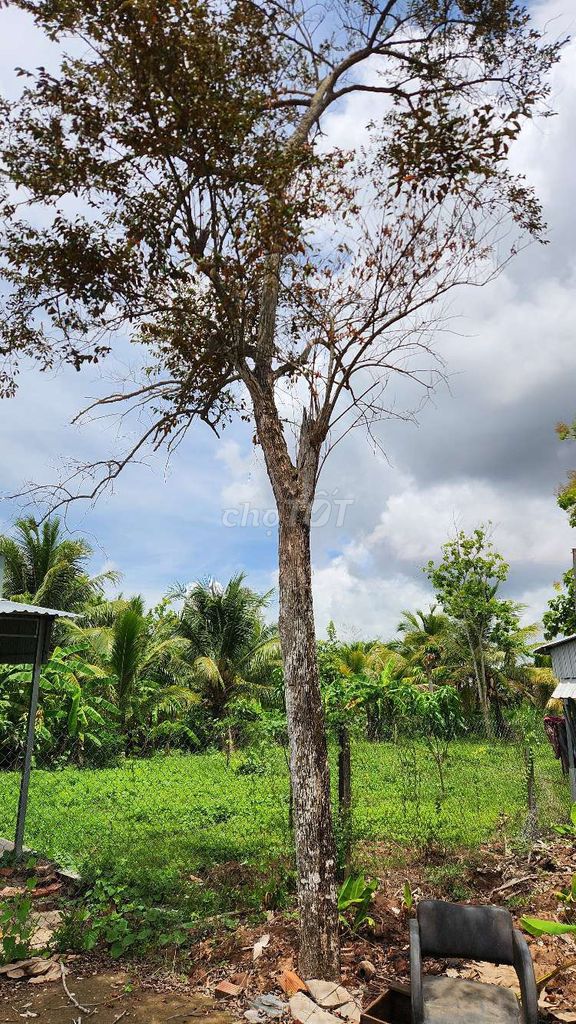 Vú sữa Tím hoành 80cm 3m 20 năm. Mua bán Cây cảnh, đồ trang trí tại Huyện Chợ Mới An Giang được đăng bởi Tên chưa cung cấp hình 1