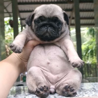Chó Pug thuần chủng tìm nhà