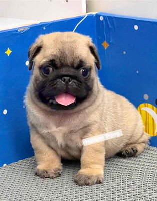 Chó Pug thuần chủng
