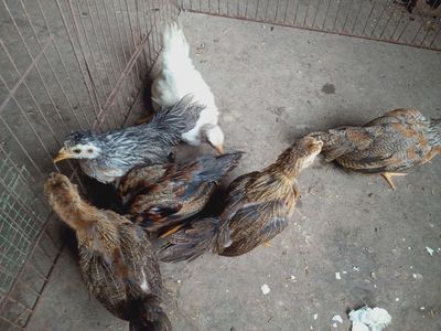 Ga tre tân châu tâm 2 tháng tuôi. Mua bán Gà tại Quận Thanh Xuân Hà Nội được đăng bởi an