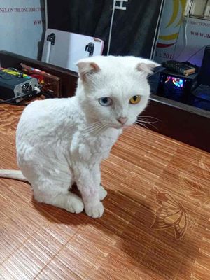 Cần Bán 2 em mèo Anh lông ngắn. Mua bán Mèo tại Quận Long Biên Hà Nội được đăng bởi John