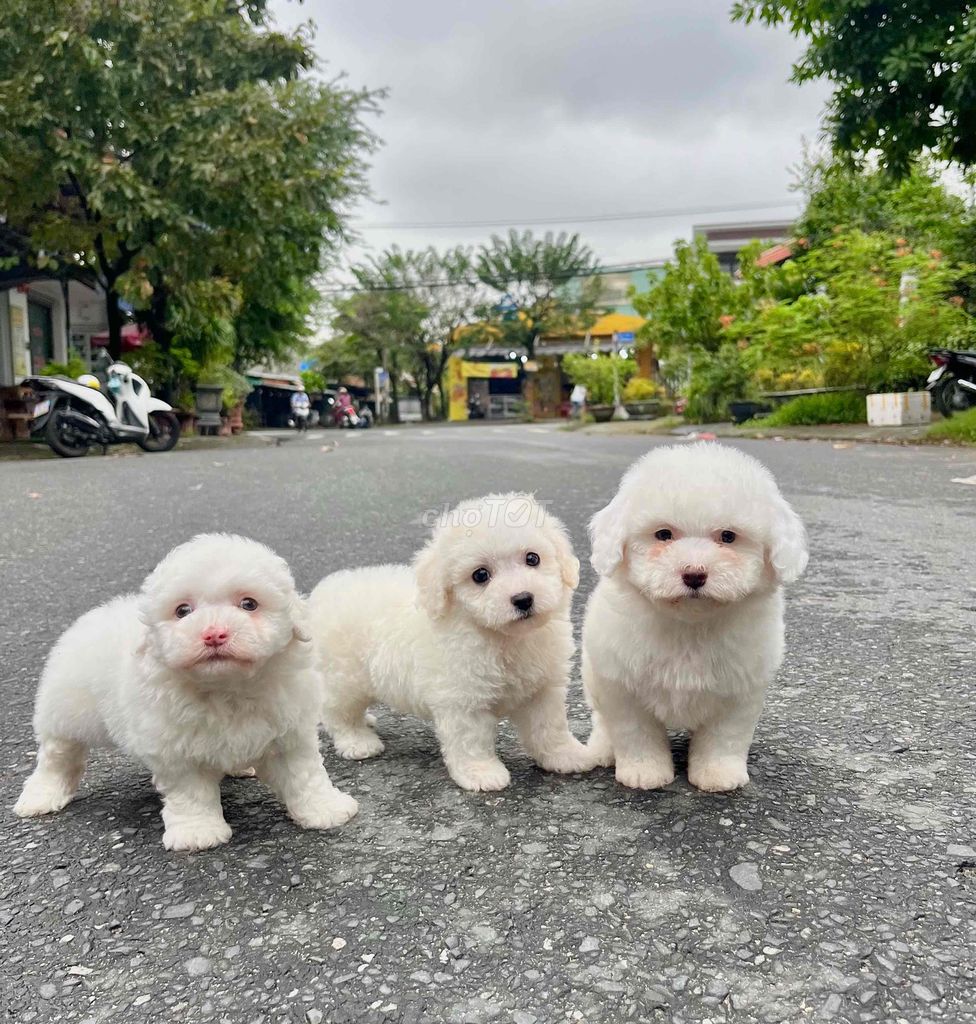 poodle trắng tiny chân lùn