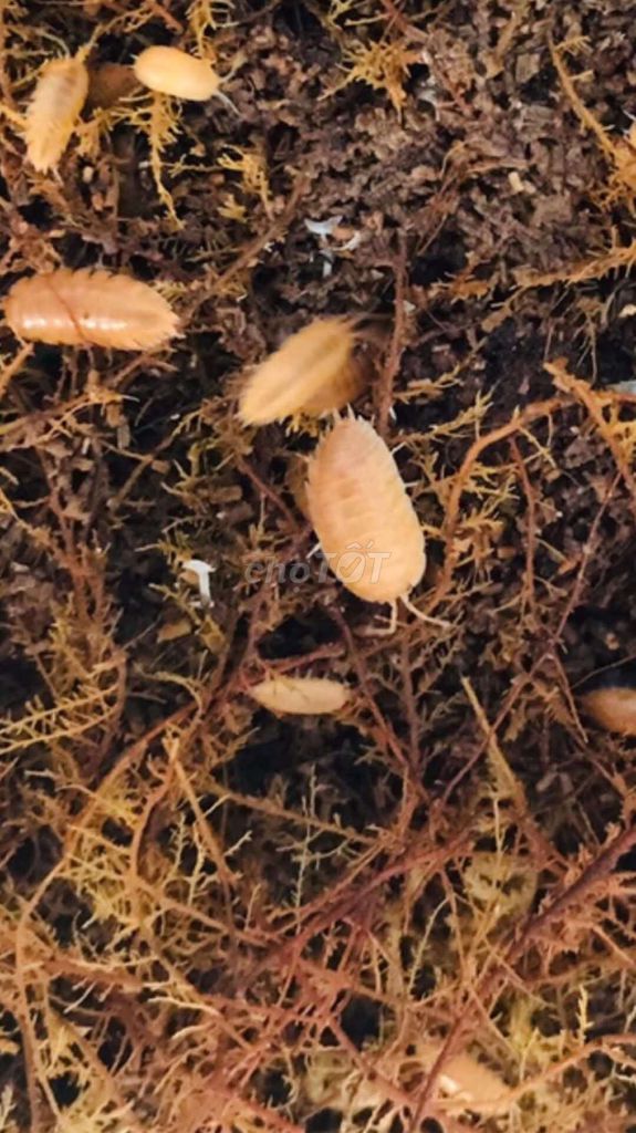 Côn trùng cảng isopod dairy co,w . Cubaris orange