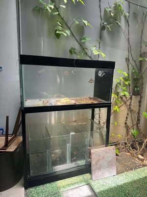 cần thanh lý combo dàn hồ 1m2. Mua bán Thú cưng khác tại Quận Cẩm Lệ Đà Nẵng được đăng bởi Anh Huy Huỳnh Ngọc