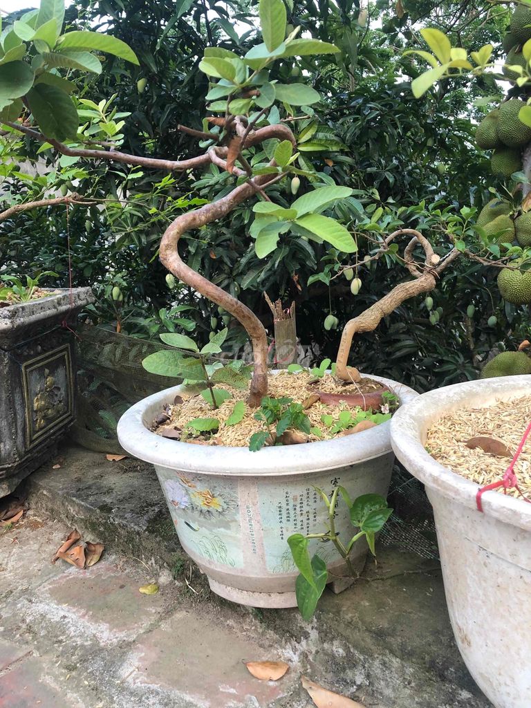 Cây ổi Kí đá đã ra quả. Mua bán Cây cảnh, đồ trang trí tại Huyện Sông Lô Vĩnh Phúc được đăng bởi Lê Quang Tĩnh hình 1