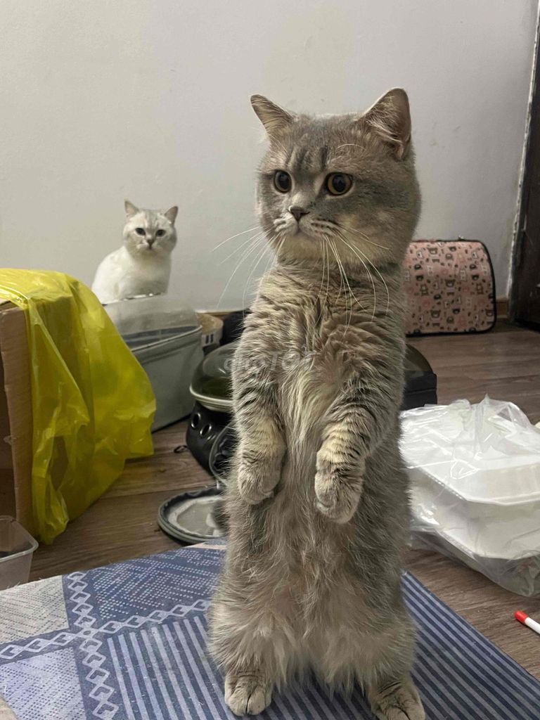 Mèo Anh lông ngắn chân lùn Xám đã tiêm. Mua bán Mèo tại Quận Nam Từ Liêm Hà Nội được đăng bởi Tú Mai Xuân hình 1