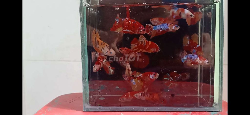 Cá Betta koi thủy sinh cực đẹp 10k/con