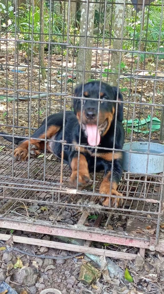 Rottweiler. Mua bán Chó tại Huyện Trảng Bom Đồng Nai được đăng bởi Trần Văn lưu hình 2