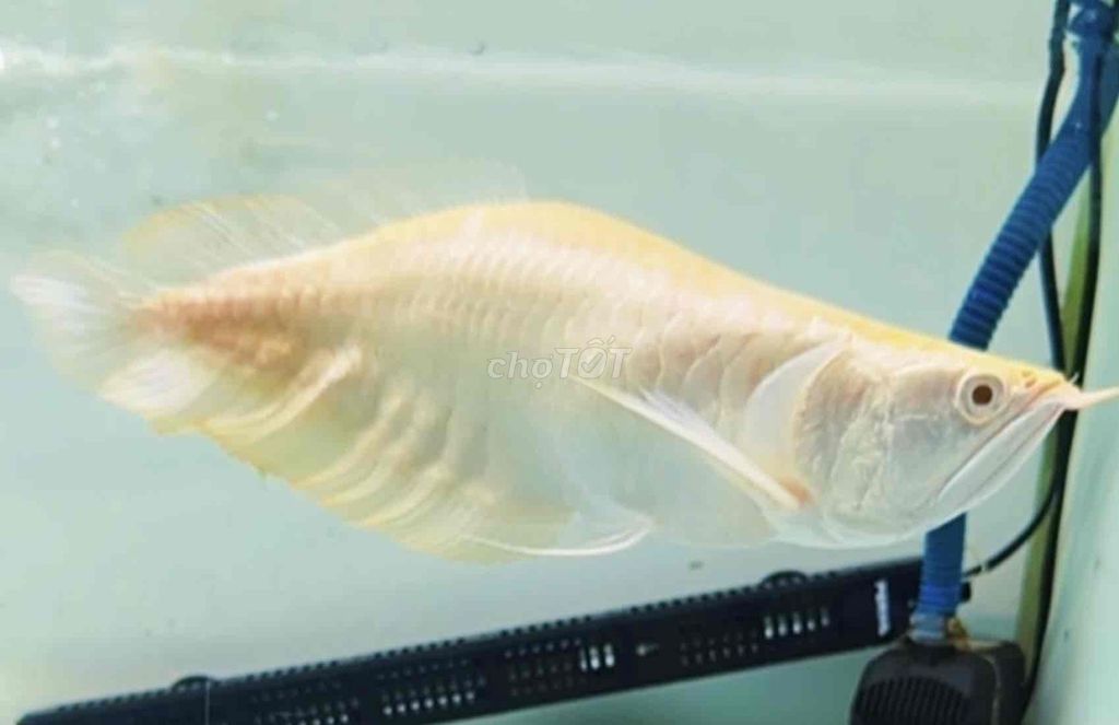 Cá cảnh Ngân long Abino super short size 32cm. Mua bán Thú cưng khác tại Quận Tân Bình Tp Hồ Chí Minh được đăng bởi Duy Fish hình 1